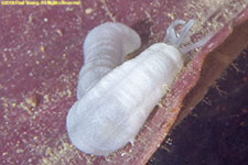 sea cucumber